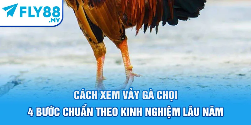 Cách Xem Vảy Gà Chọi - 4 Bước Chuẩn Theo Kinh Nghiệm Lâu Năm