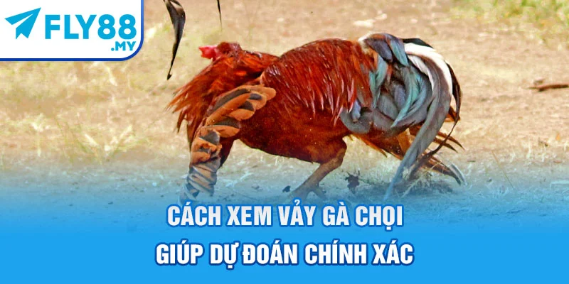 Cách xem vảy gà chọi giúp dự đoán chính xác