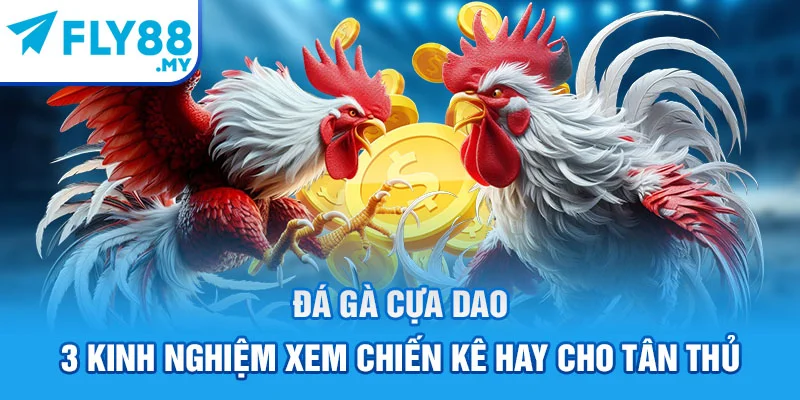 Đá Gà Cựa Dao - 3 Kinh Nghiệm Xem Chiến Kê Hay Cho Tân Thủ