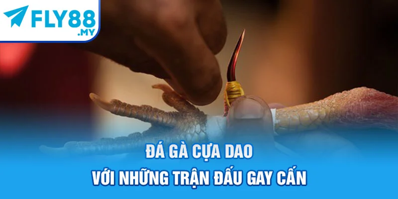 Đá gà cựa dao với những trận đấu gay cấn