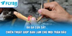 Đá Gà Cựa Sắt - Chiến Thuật Giúp Bạn Làm Chủ Mọi Trận Đấu