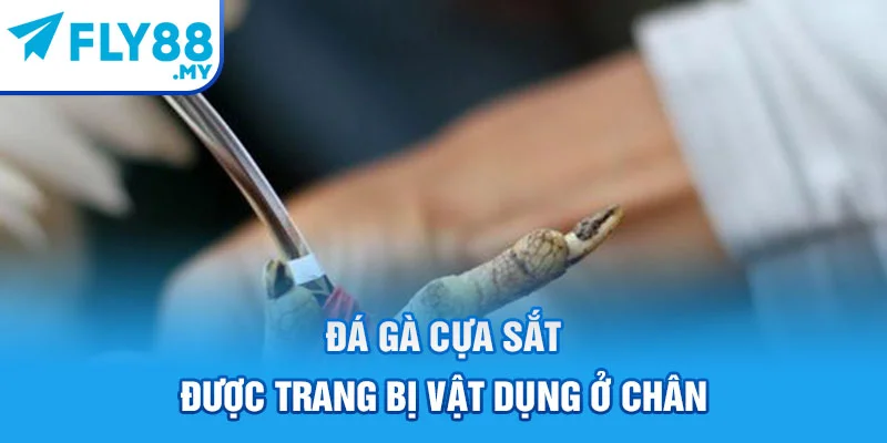 Đá gà cựa sắt được trang bị vật dụng ở chân