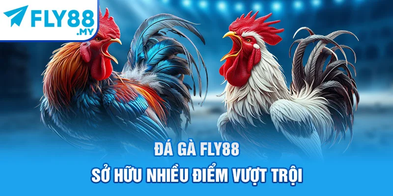 Đá gà FLY88 sở hữu nhiều điểm vượt trội