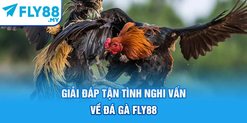Giải đáp tận tình nghi vấn về đá gà FLY88