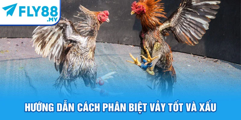 Hướng dẫn cách phân biệt vảy tốt và xấu