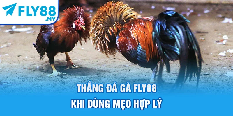 Thắng đá gà FLY88 khi dùng mẹo hợp lý